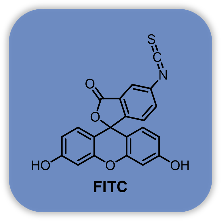 荧光素异硫氰酸酯